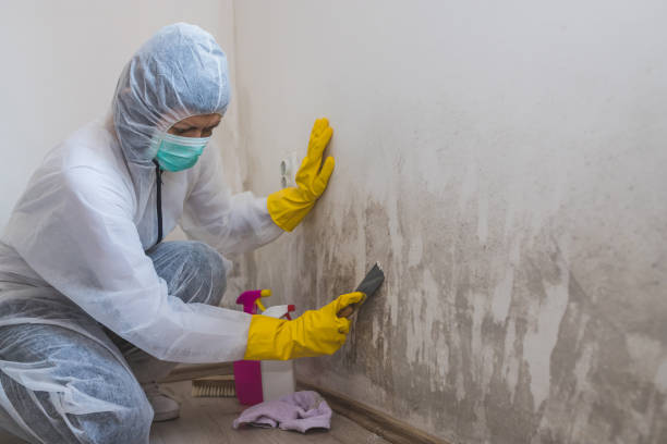 Reliable Okemah, OK Mold Inspection, Removal & Remediation Solutions